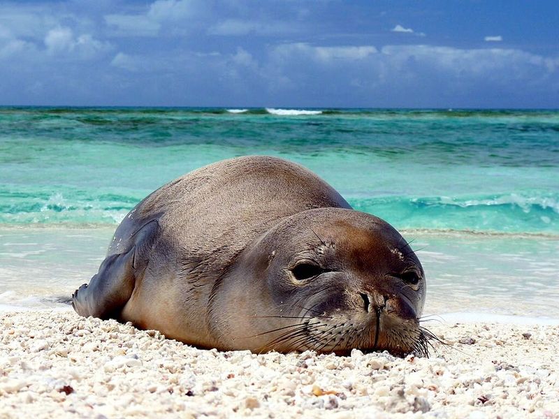 Hawaiian Monk Seal