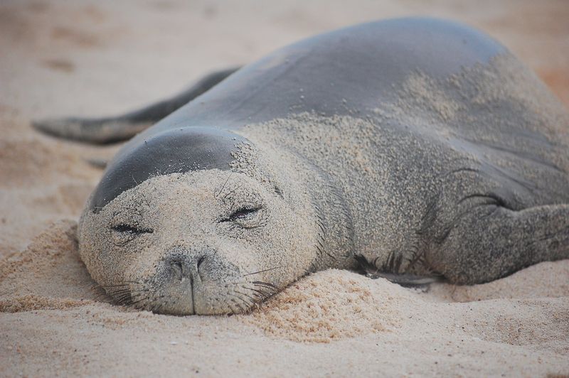 Hawaiian Monk Seal