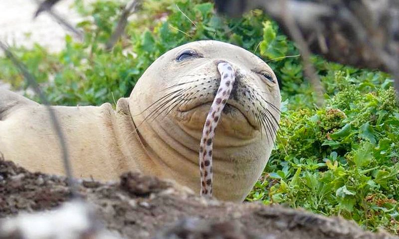 Hawaiian Monk Seal