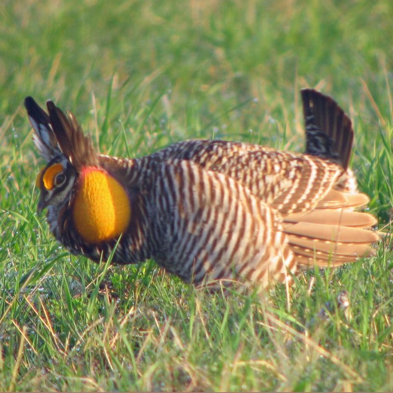 Heath Hen