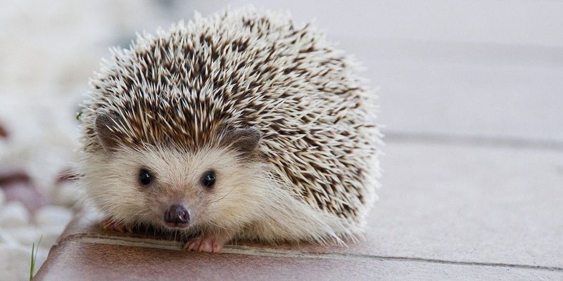 Hedgehog