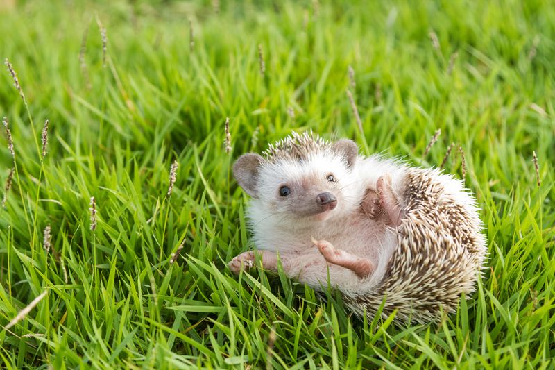 Hedgehog