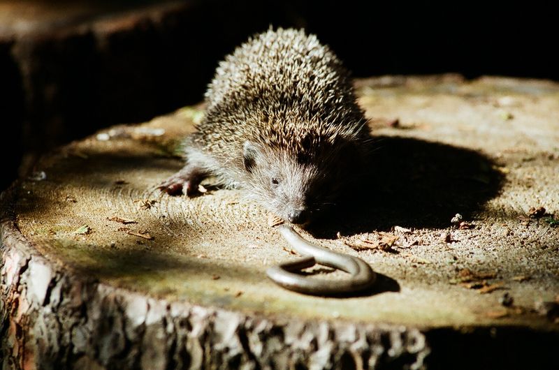 Hedgehog