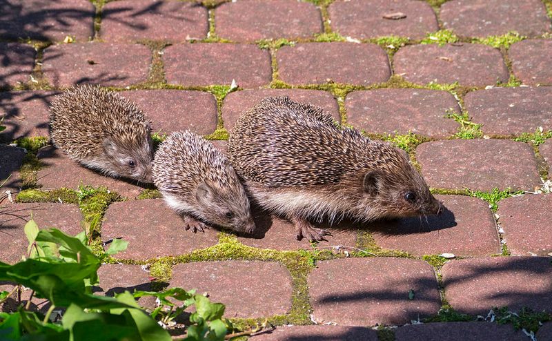 Hedgehog Hoglet