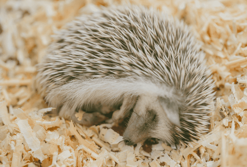 Hedgehog