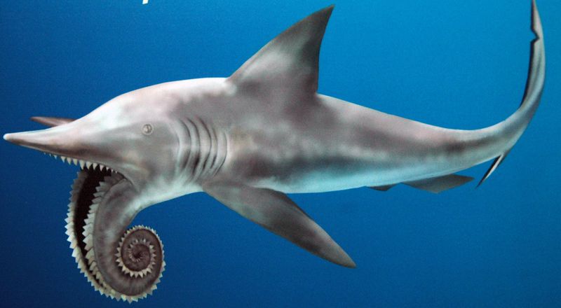 Helicoprion