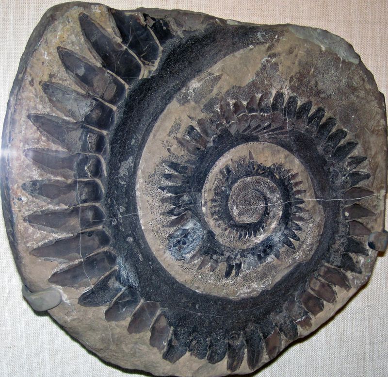 Helicoprion Tooth Whorl