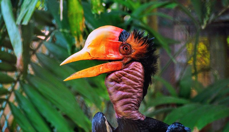 Helmeted Hornbill