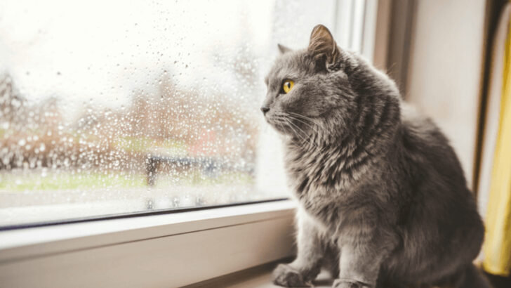 Helping Your Kitty Cope: 16 Tips for Easing Separation Anxiety