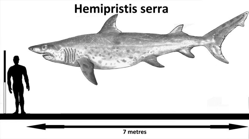 Hemipristis serra