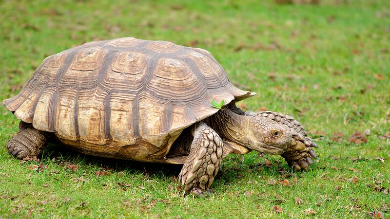 Hercules the African Spurred Tortoise