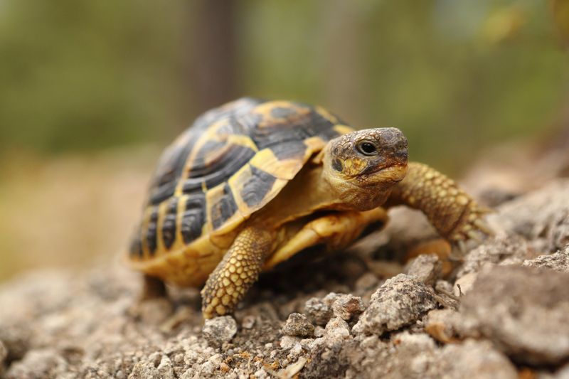 Hermann's Tortoise