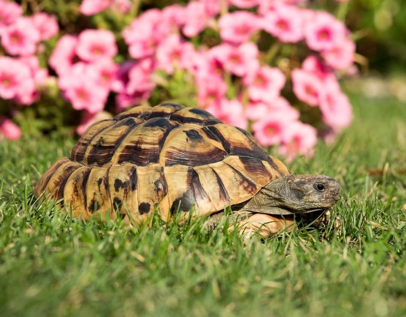 Hermann’s Tortoise