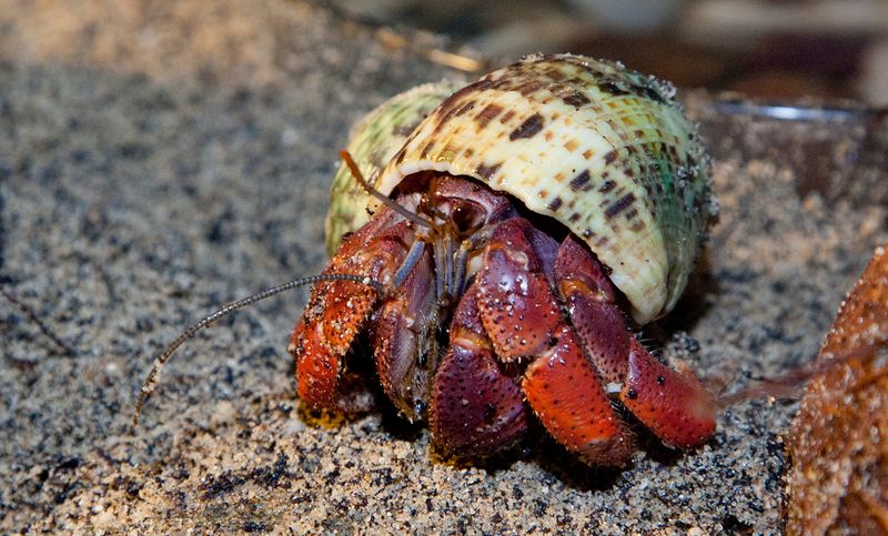 Hermit Crab