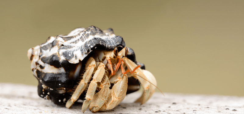 Hermit Crab