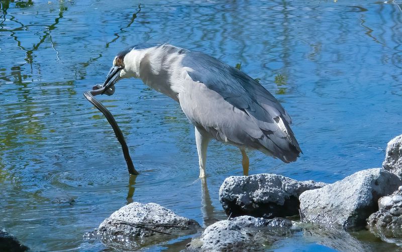 Herons