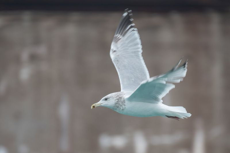 Herring Gull