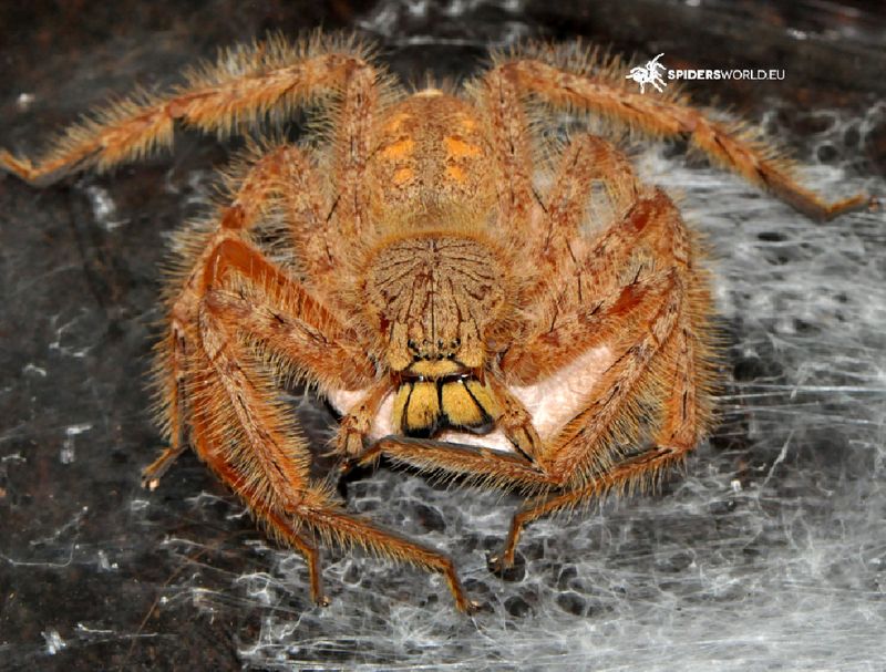 Heteropoda davidbowie