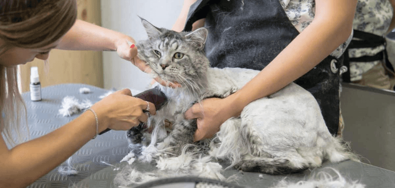 High Maintenance Grooming