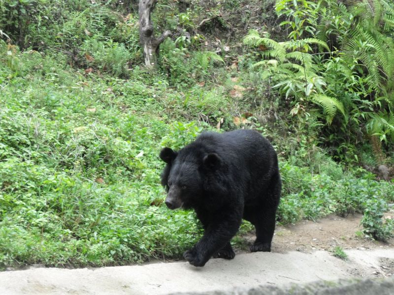 Himalayan Black Bear