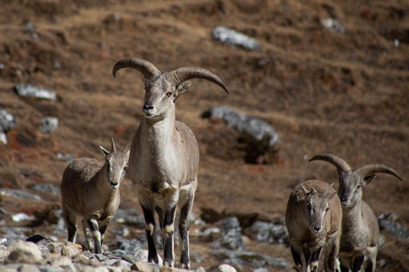 Himalayan Blue Sheep