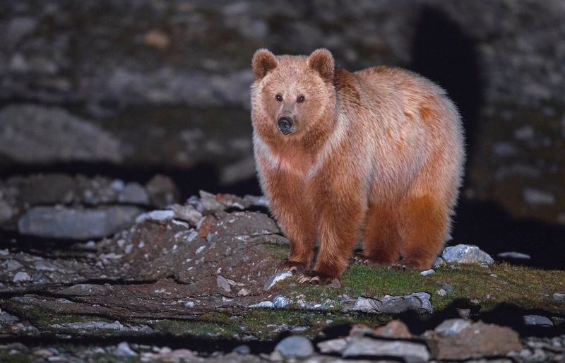 Himalayan Brown Bear