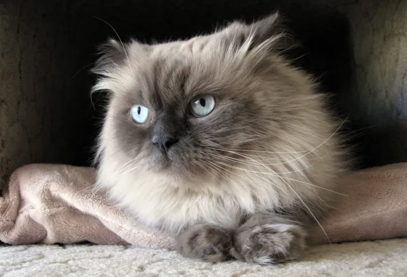 Himalayan Cat