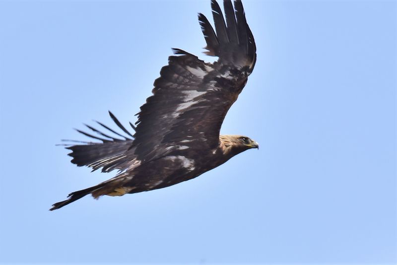 Himalayan Golden Eagle