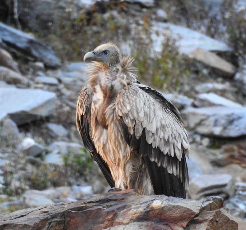 Himalayan Griffon Vulture