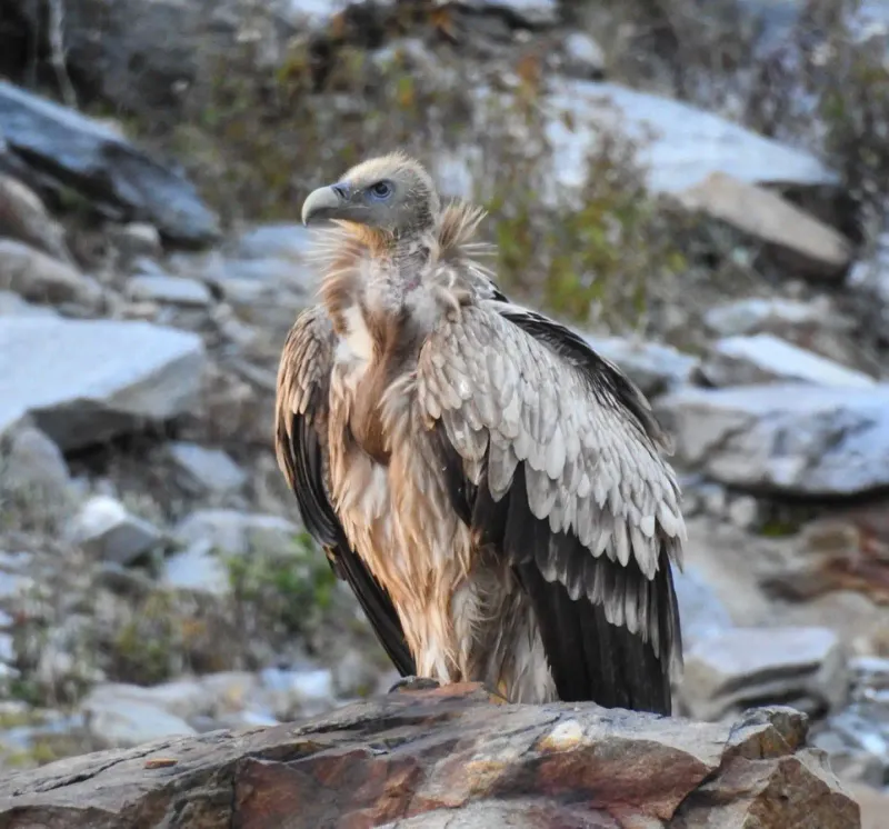 Himalayan Griffon