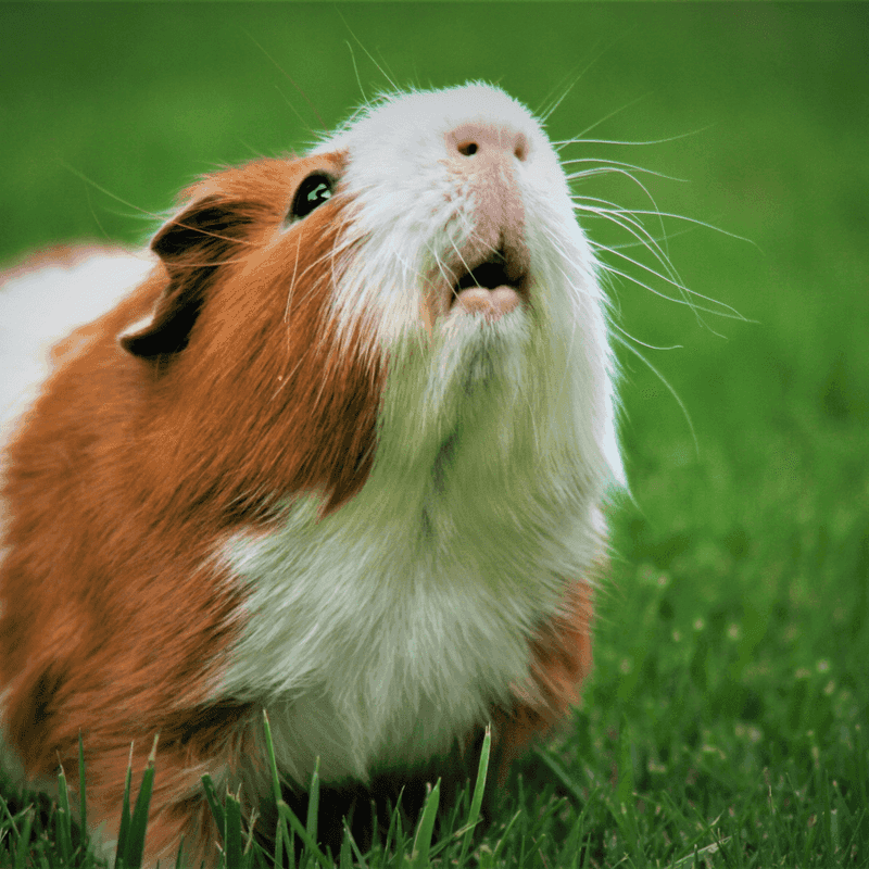 Himalayan Guinea Pig