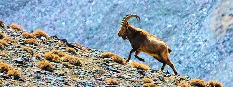 Himalayan Ibex