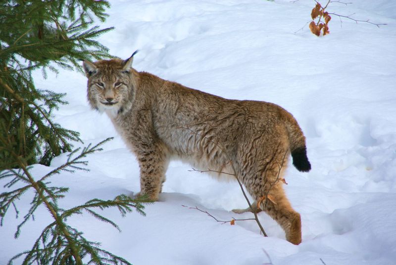 Himalayan Lynx