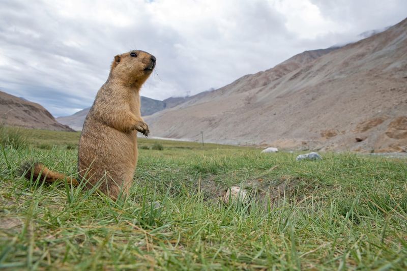 Himalayan Marmot