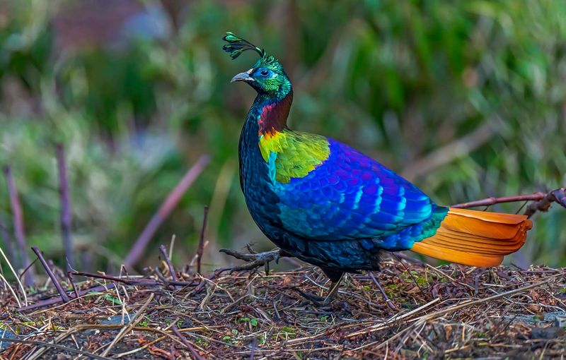 Himalayan Monal