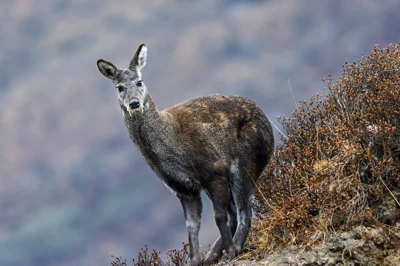 Himalayan Musk Deer