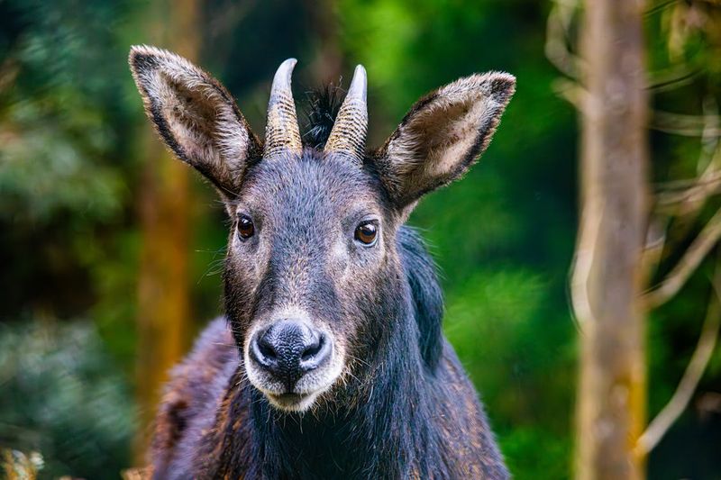 Himalayan Serow