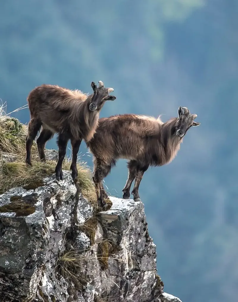 Himalayan Tahr