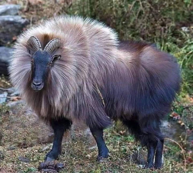 Himalayan Tahr