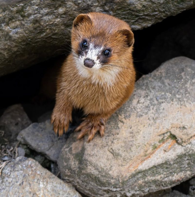 Himalayan Weasel