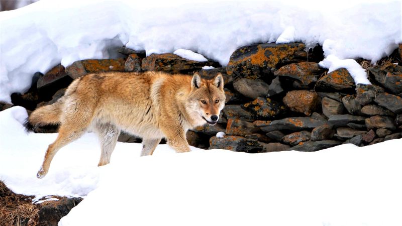 Himalayan Wolf