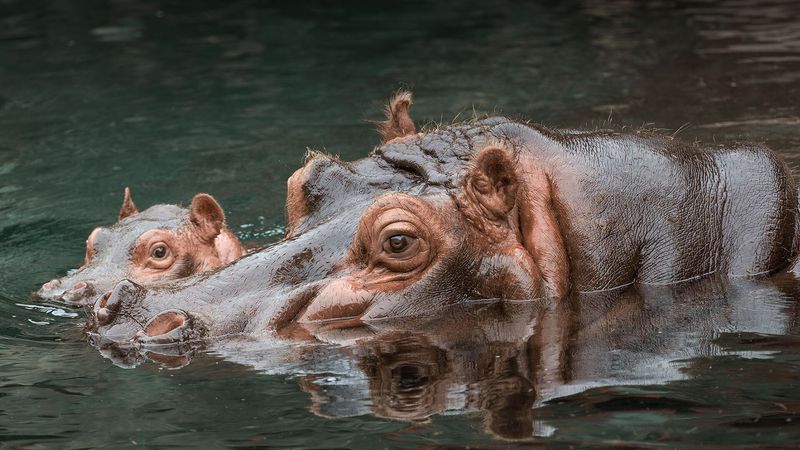 Hippopotamus