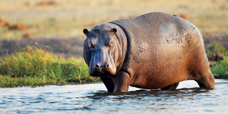 Hippopotamus