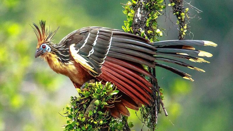 Hoatzin