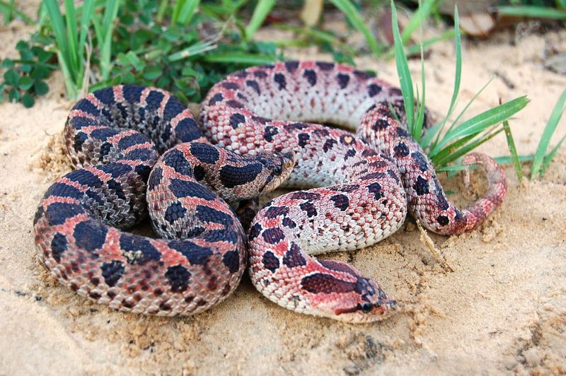 Hognose Snake