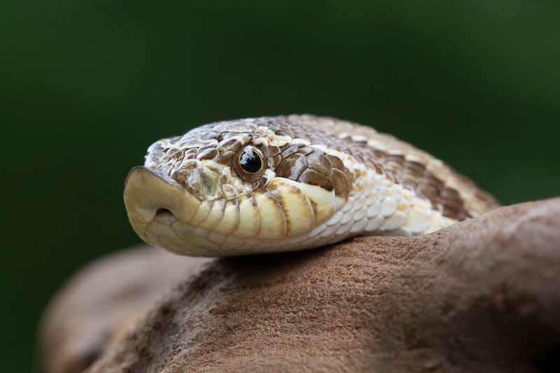 Hognose Snake