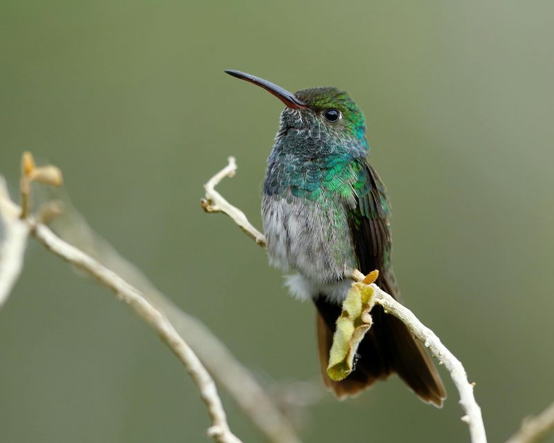 Honduran Emerald Hummingbird