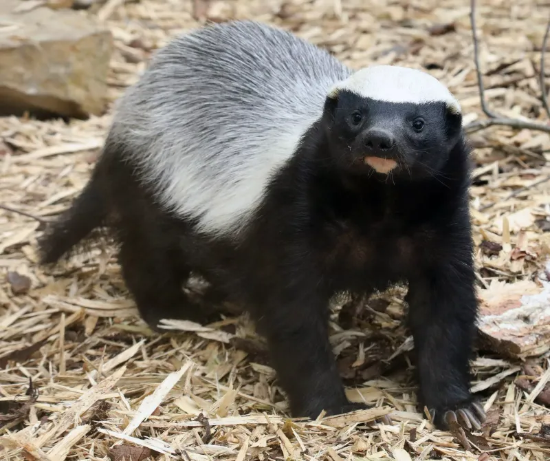 Honey Badger