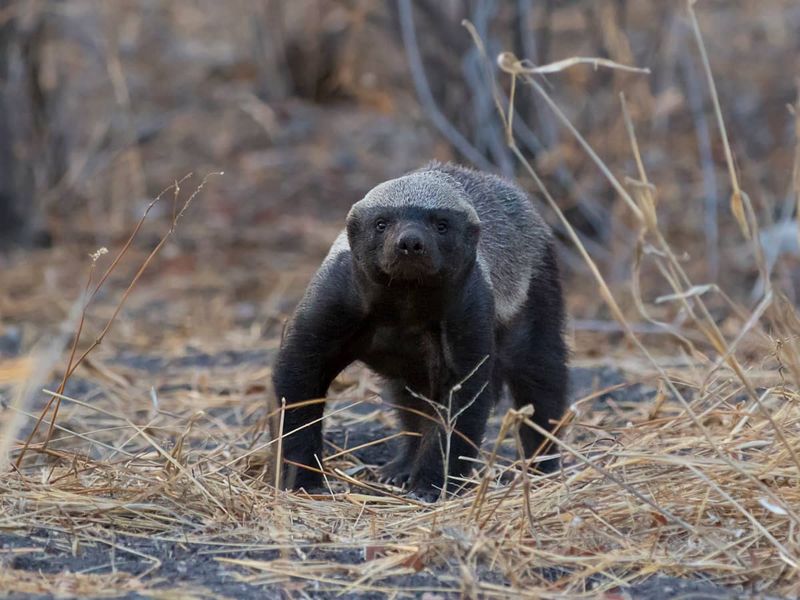 Honey Badger