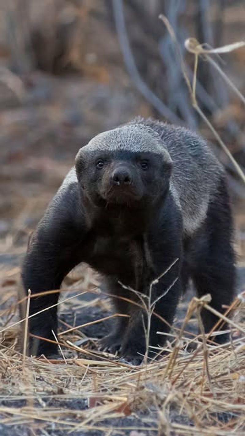 Honey Badger